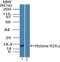 Histone H2A.X Antibody - Western blot of Histone H2A. x in MOLT4 cell lysate in the 1) absence, 2) presence of immunizing peptide using Histone H2A.X Antibody at 2 ug/ml. Goat anti-rabbit Ig HRP secondary antibody, and PicoTect ECL substrate solution were used for this test.