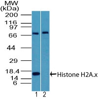 Histone H2A.X Antibody - Western blot of Histone H2A. x in MOLT4 cell lysate in the 1) absence and 2) presence of immunizing peptide using Histone H2A.X Antibody at 4 ug/ml. Goat anti-rabbit Ig HRP secondary antibody, and PicoTect ECL substrate solution were used for this test.