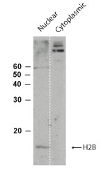 Histone H2B Antibody - Western blot of Histone H2B using antibody at 1:250 in nuclear and cytoplasmic fractionsumade from Drosophila head extracts.