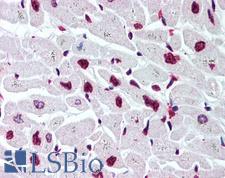 Histone H2B Antibody - Anti-Histone H2B antibody IHC of human heart. Immunohistochemistry of formalin-fixed, paraffin-embedded tissue after heat-induced antigen retrieval. Antibody concentration 5 ug/ml.