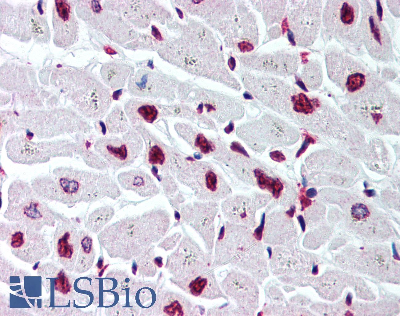 Histone H2B Antibody - Anti-Histone H2B antibody IHC of human heart. Immunohistochemistry of formalin-fixed, paraffin-embedded tissue after heat-induced antigen retrieval. Antibody concentration 5 ug/ml.