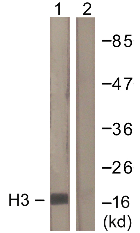 Histone H3 Antibody - Western blot analysis of lysates from Raw264.7 cells, treated with TSA 400nM 24h, using Histone H3 Antibody. The lane on the right is blocked with the synthesized peptide.