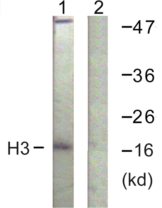 Histone H3 Antibody - Western blot analysis of lysates from HeLa cells, treated with TSA 400nM 24h, using Histone H3 Antibody. The lane on the right is blocked with the synthesized peptide.