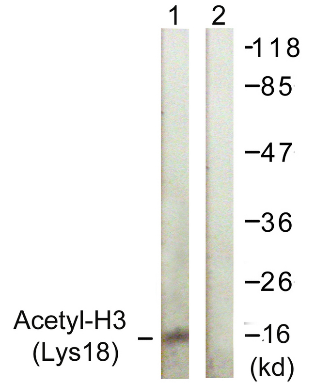 Histone H3 Antibody - Western blot analysis of lysates from HeLa cells, treated with TSA 400nM 24h, using Histone H3 (Acetyl-Lys18) Antibody. The lane on the right is blocked with the synthesized peptide.