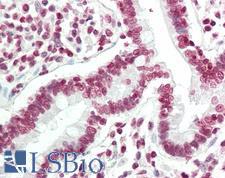 Histone H3 Antibody - Human Small Intestine: Formalin-Fixed, Paraffin-Embedded (FFPE)