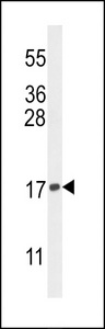 Histone H3 Antibody - Western blot of Methyl-K-H3-K9(2Me)-4MAPS in K562 cell line lysates (35 ug/lane). H3 (arrow) was detected using the purified antibody.