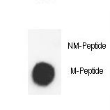 Histone H3 Antibody - Dot blot of anti-Methyl-K-H3-K9(2Me)-4MAPS antibody on nitrocellulose membrane. 50ng of Methyl-peptide or Non Methyl-peptide per dot were adsorbed. Antibody working concentrations are 0.5ug per ml.