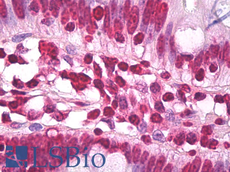 Histone H3.3 Antibody - Anti-H3F3A antibody IHC of human small intestine. Immunohistochemistry of formalin-fixed, paraffin-embedded tissue after heat-induced antigen retrieval. Antibody dilution 10 ug/ml.