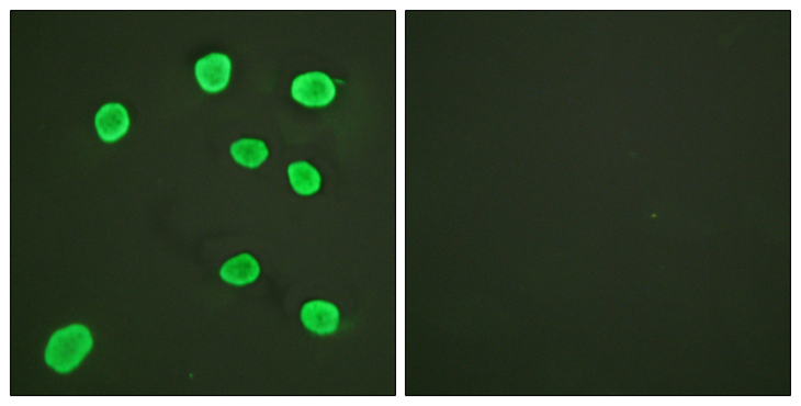 Histone H4 Antibody - Immunofluorescence analysis of HeLa cells, using Histone H4 Antibody. The picture on the right is blocked with the synthesized peptide.