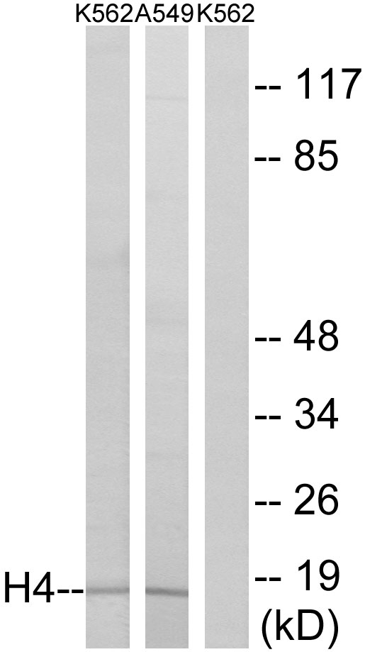 Histone H4 Antibody - Western blot analysis of lysates from K562/A549, using Histone H4 Antibody. The lane on the right is blocked with the synthesized peptide.
