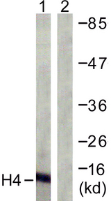 Histone H4 Antibody - Western blot analysis of lysates from COS7 cells, treated with TSA 400nM 24h, using Histone H4 Antibody. The lane on the right is blocked with the synthesized peptide.