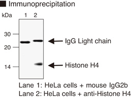 Histone H4 Antibody