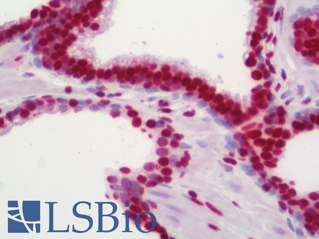 Histone H4 Antibody - Human Prostate: Formalin-Fixed, Paraffin-Embedded (FFPE)