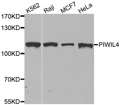 HIWI2 / PIWIL4 Antibody - Western blot analysis of extracts of various cell lines, using PIWIL4 antibody.