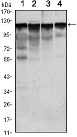 HK1 / Hexokinase 1 Antibody - Western blot using HK1 mouse monoclonal antibody against Jurkat (1), HeLa (2), HepG2 (3) and NIH/3T3 (4) cell lysate.