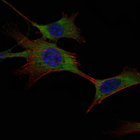 HK1 / Hexokinase 1 Antibody - Immunofluorescence of NIH/3T3 cells using HK1 mouse monoclonal antibody (green). Blue: DRAQ5 fluorescent DNA dye. Red: Actin filaments have been labeled with Alexa Fluor-555 phalloidin.