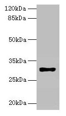 HLA-DRB4 Antibody - Western blot All lanes: HLA-DRB4 antibody at 2µg/ml + Raji whole cell lysate Secondary Goat polyclonal to rabbit IgG at 1/10000 dilution Predicted band size: 30 kDa Observed band size: 30 kDa