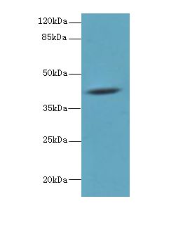 HM13 / IMP-1 / SPP Antibody - Western blot. All lanes: HM13 antibody at 6 ug/ml+ Mouse liver tissue Goat polyclonal to rabbit at 1:10000 dilution. Predicted band size: 41 kDa. Observed band size: 41 kDa.