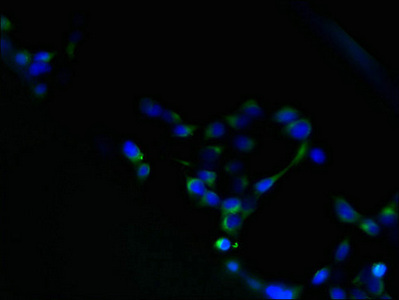 HM13 / IMP-1 / SPP Antibody - Immunofluorescent analysis of 293 cells using HM13 Antibody at dilution of 1:100 and Alexa Fluor 488-congugated AffiniPure Goat Anti-Rabbit IgG(H+L)