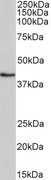 HMBS / PBGD Antibody - HMBS / PBGD antibody (0.1µg/ml) staining of K562 lysate (35µg protein in RIPA buffer). Detected by chemiluminescence.