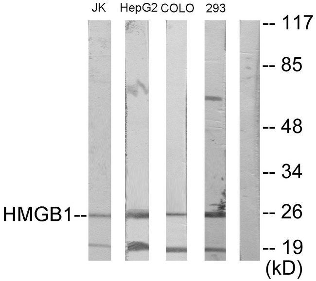 HMG1 / HMGB1 Antibody - Western blot analysis of lysates from Jurkat, HepG2, COLO205, and 293 cells, using HMGB1 Antibody. The lane on the right is blocked with the synthesized peptide.