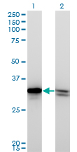 HMG1 / HMGB1 Antibody - Western blot of HMGB1 expression in transfected 293T cell line by HMGB1 monoclonal antibody, clone 1B11.