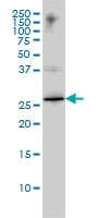 HMG1 / HMGB1 Antibody - HMGB1 monoclonal antibody clone 1D5 Western blot of HMGB1 expression in K-562.