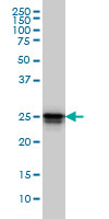 HMG1 / HMGB1 Antibody - HMGB1 monoclonal antibody, clone 2F6 Western blot of HMGB1 expression in HeLa NE.