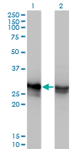 HMG1 / HMGB1 Antibody - Western blot of HMGB1 expression in transfected 293T cell line by HMGB1 monoclonal antibody, clone 2F6.