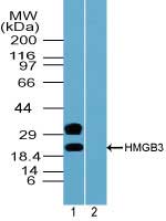 HMGB3 Antibody - Western blot of HMGB3 in mouse placenta lysate in the 1) absence and 2) presence of immunizing peptide using HMGB3 Antibody at 0.5 ug/ml. Goat anti-rabbit Ig HRP secondary antibody, and PicoTect ECL substrate solution, were used for this test.