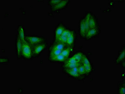 HMOX1 / HO-1 Antibody - Immunofluorescent analysis of HepG2 cells using HMOX1 Antibody at dilution of 1:100 and Alexa Fluor 488-congugated AffiniPure Goat Anti-Rabbit IgG(H+L)