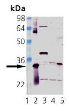 HMOX1 / HO-1 Antibody - Western blot of HO-1 (Hsp32): Lane 1: MWM, Lane 2: HO -1 (Hsp32) Recombinant Protein, Lane 3: Human Liver Microsomes, Lane 4: Mouse Liver Microsomes, Lane 5: Rat Liver Microsomes