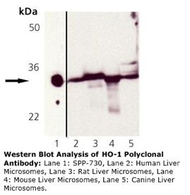 HMOX1 / HO-1 Antibody