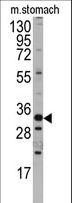 HMX3 Antibody - Western blot of anti-Mouse Hmx3 Antibody in mouse stomach tissue lysates (35 ug/lane). Hmx3(arrow) was detected using the purified Pab