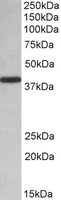 HnRNP-E1 / PCBP1 Antibody - PCBP1 antibody (0.01 ug/ml) staining of HeLa lysate (35 ug protein/ml in RIPA buffer). Primary incubation was 1 hour. Detected by chemiluminescence.