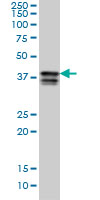 HNRNP-E2 / PCBP2 Antibody - PCBP2 monoclonal antibody clone 5F12 Western blot of PCBP2 expression in K-562.