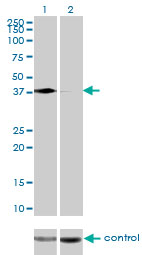 HNRNP-E2 / PCBP2 Antibody - Western blot of PCBP2 over-expressed 293 cell line, cotransfected with PCBP2 Validated Chimera RNAi (Lane 2) or non-transfected control (Lane 1). Blot probed with PCBP2 monoclonal antibody clone 5F12. GAPDH ( 36.1 kD ) used as specificity.
