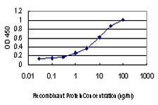 HNRNP-E2 / PCBP2 Antibody - Detection limit for recombinant GST tagged PCBP2 is approximately 0.1 ng/ml as a capture antibody.