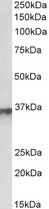 HNRNPA2B1 Antibody - HNRNPA2B1 antibody (0.3 ug/ml) staining of MCF7 lysate (35 ug protein in RIPA buffer). Primary incubation was 1 hour. Detected by chemiluminescence.