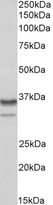 HNRNPA2B1 Antibody - HNRNPA2B1 antibody (0.01µg/ml) staining of NIH3T3 nuclear lysate (35µg protein in RIPA buffer). Detected by chemiluminescence.