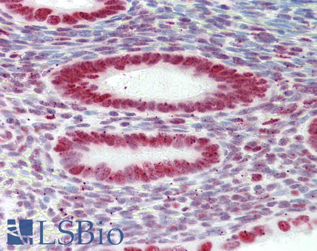 HNRNPAB Antibody - Anti-HNRNPAB antibody IHC staining of human uterus. Immunohistochemistry of formalin-fixed, paraffin-embedded tissue after heat-induced antigen retrieval.