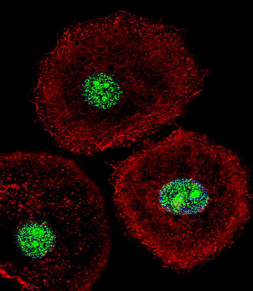 HNRNPAB Antibody - Fluorescent confocal image of MCF-7 cell stained with HNRNAB Antibody. MCF-7 cells were fixed with 4% PFA (20 min), permeabilized with Triton X-100 (0.1%, 10 min), then incubated with HNRNAB primary antibody (1:25, 1 h at 37°C). For secondary antibody, Alexa Fluor 488 conjugated donkey anti-rabbit antibody (green) was used (1:400, 50 min at 37°C). Cytoplasmic actin was counterstained with Alexa Fluor 555 (red) conjugated Phalloidin (7units/ml, 1 h at 37°C). Nuclei were counterstained with DAPI (blue) (10 ug/ml, 10 min). HNRNAB immunoreactivity is localized to Nucleus significantly.