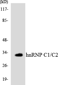 HNRNPC / HNRNP C Antibody - Western blot analysis of the lysates from HT-29 cells using hnRNP C1/C2 antibody.