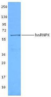 HNRNPK / hnRNP K Antibody - HeLa cell extracts were resolved by electrophoresis, transferred to nitrocellulose, and probed with anti-hnRNPK antibody (clone F45P9C7). Proteins were visualized using a goat anti-mouse-IgG secondary conjugated to HRP and chemiluminescence detection.