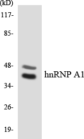 HNRPA1 / HnRNP A1 Antibody - Western blot analysis of the lysates from RAW264.7cells using hnRNP A1 antibody.