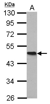 HOMER1 / Homer 1 Antibody - Sample (20 ug of whole cell lysate). A: mouse brain. 10% SDS PAGE. HOMER antibody diluted at 1:20000.