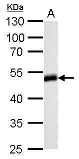 HOMER1 / Homer 1 Antibody - Homer antibody detects HOMER1 protein by Western blot analysis. A. 50 ug rat brain lysate/extract. 10 % SDS-PAGE. Homer antibody dilution:1:500