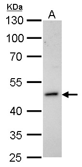 HOMER1 / Homer 1 Antibody - Homer antibody detects HOMER1 protein by Western blot analysis. A. 30 ug IMR32 whole cell lysate/extract. 10 % SDS-PAGE. Homer antibody dilution:1:1000