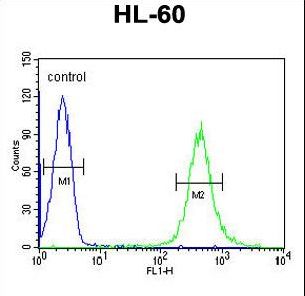 HOXA3 Antibody - HOXA3 Antibody flow cytometry of HL-60 cells (right histogram) compared to a negative control cell (left histogram). FITC-conjugated goat-anti-rabbit secondary antibodies were used for the analysis.