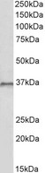 HOXC10 Antibody - HOXC10 antibody (1 ug/ml) staining of HepG2 lysate (35 ug protein in RIPA buffer). Primary incubation was 1 hour. Detected by chemiluminescence.